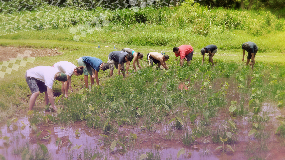 harvesting taro in field